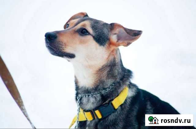 Умная собака в добрые руки в дар Санкт-Петербург - изображение 1