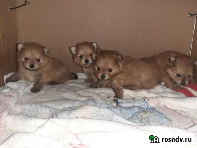 Красотульки Волгоград - изображение 1