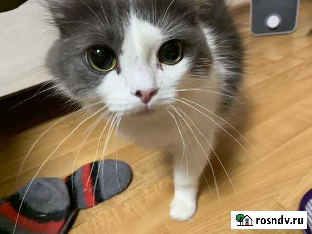 Кошка в дар Краснодар - изображение 1