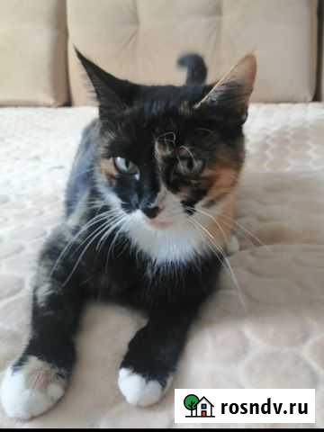 Кошечка Анапа - изображение 1