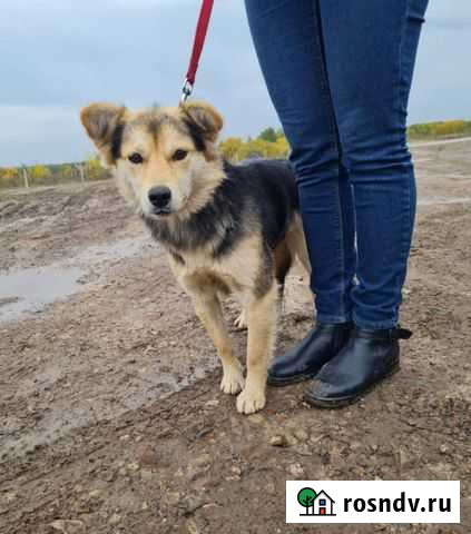 Небольшая собачка в добрые руки Казань - изображение 1