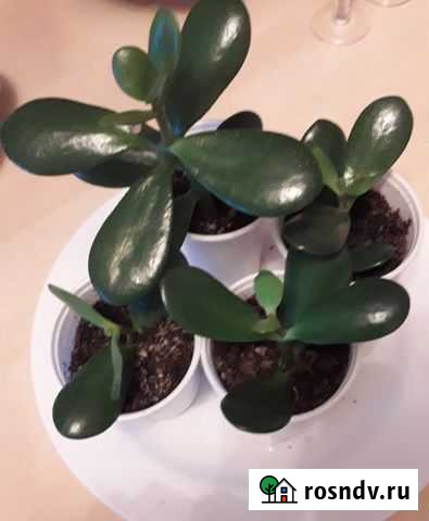 Крассула толстянка Калининград - изображение 1