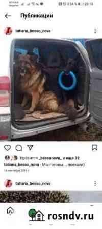 Потерялась собака Искитим