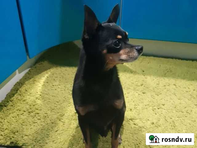 Мини той-терьер Киров - изображение 1