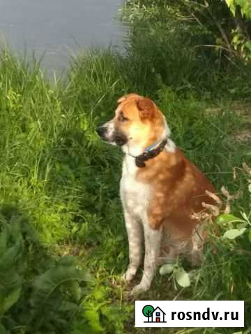 Собака ищет хозяина. Бесплатно Курск - изображение 1