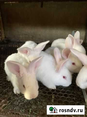 Кролики оптом и в розницу Курганинск - изображение 1