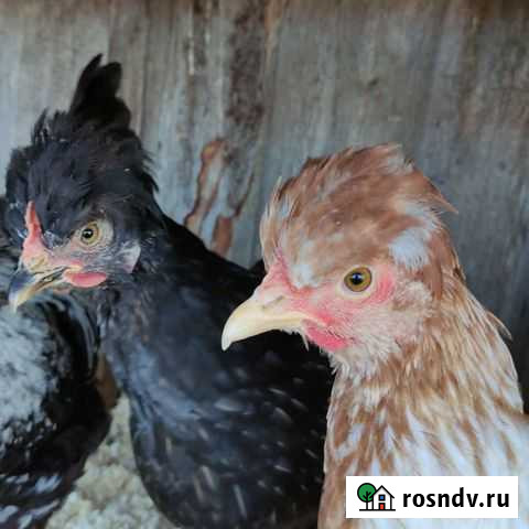Куры молодки Молочное - изображение 1