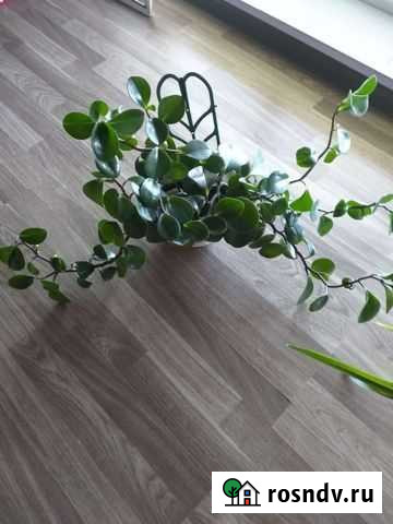 Поперомия Старый Оскол - изображение 1