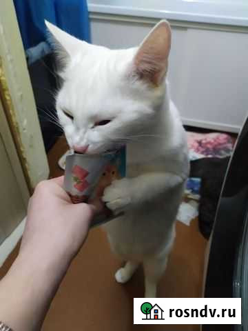 Турецкая ангора Омск - изображение 1