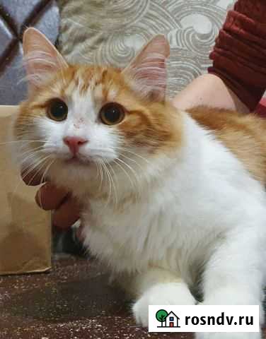 Кошка акация Петропавловск-Камчатский - изображение 1