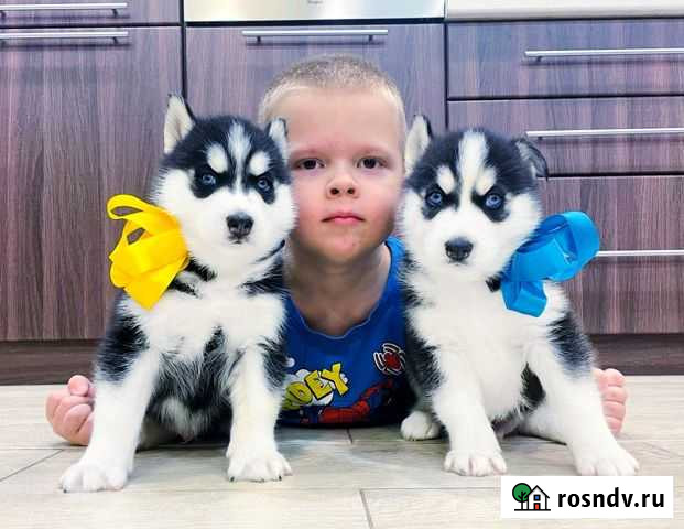 Голубоглазые Принцы и Принцессы Хаски -Супер Щенки Волгоград - изображение 1