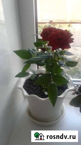 Роза Каменка - изображение 1