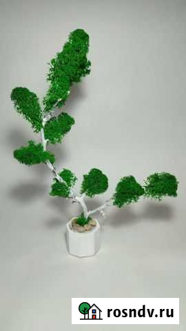 Декоративное деревце со мхом Астрахань - изображение 1