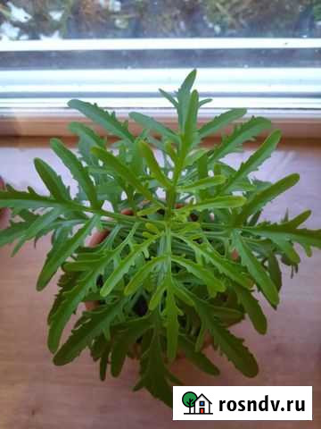 Каланхоэ лацинеата Йошкар-Ола - изображение 1