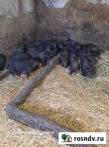 Поросята кармалы Гигант - изображение 1