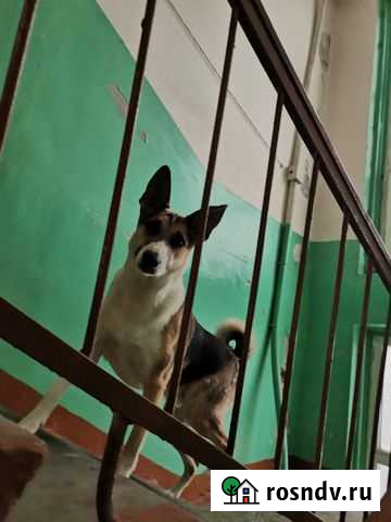 Домашняя собака в семью Норильск - изображение 1