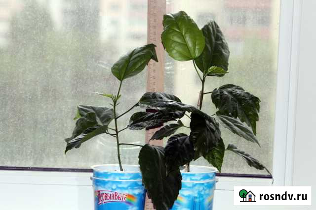 Гибискус (китайская роза) Челябинск - изображение 1