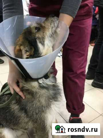 Помогите сохранить лапу бездомному Ричарду Нижний Новгород - изображение 1