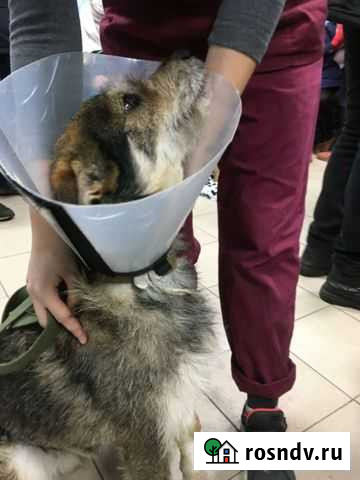 Помогите сохранить лапу бездомному Ричарду Нижний Новгород - изображение 1