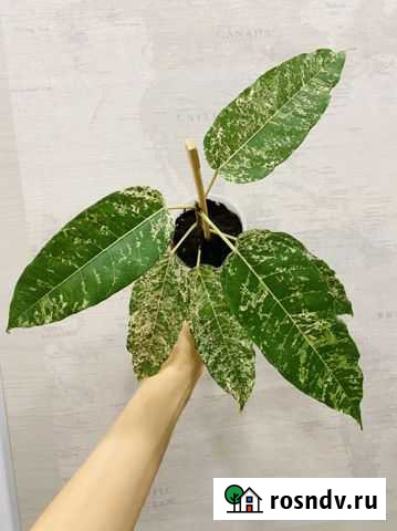 Фикус Нью-клон Киров - изображение 1