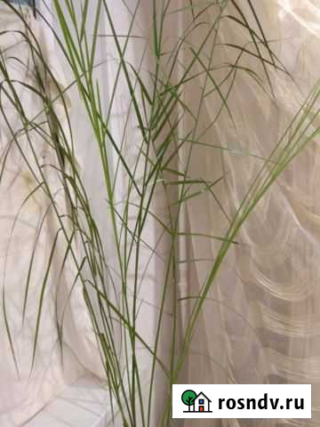 Финиковая пальма 23 года, высота 2,3метра Барнаул - изображение 1