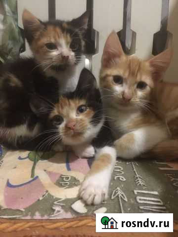 Кошка Черняховск - изображение 1