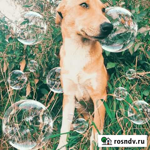 Щенок подросток Краснодар - изображение 1