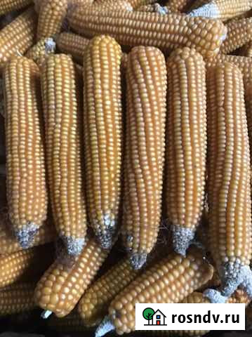 Продаю кукурузу Энгельс - изображение 1