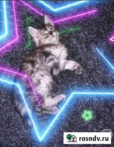 Котята мейн-кун (девочка) Великий Новгород - изображение 1