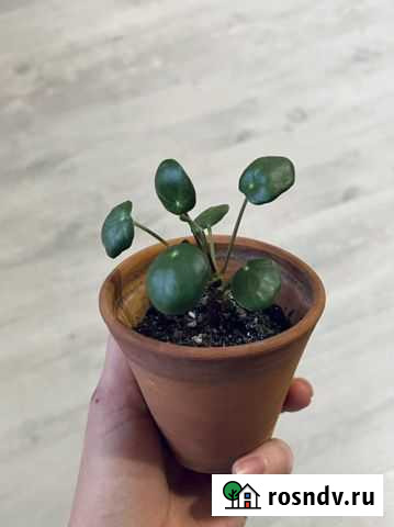 Пилея пеперомиевидная Барнаул - изображение 1