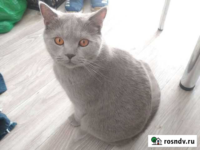 Британская Ульяновск - изображение 1