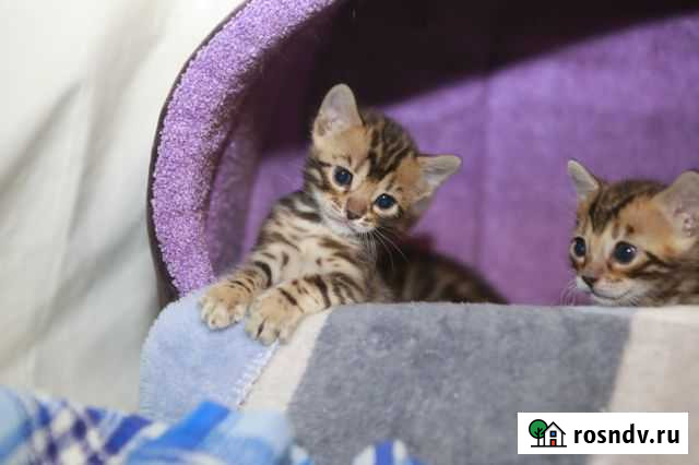 Бенгальские котята Нижний Новгород - изображение 1