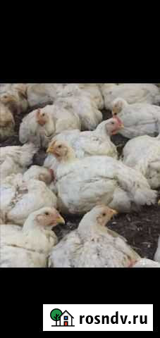 Куры бройлеры Прохладный - изображение 1