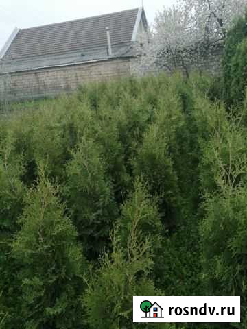 Туя Владикавказ - изображение 1