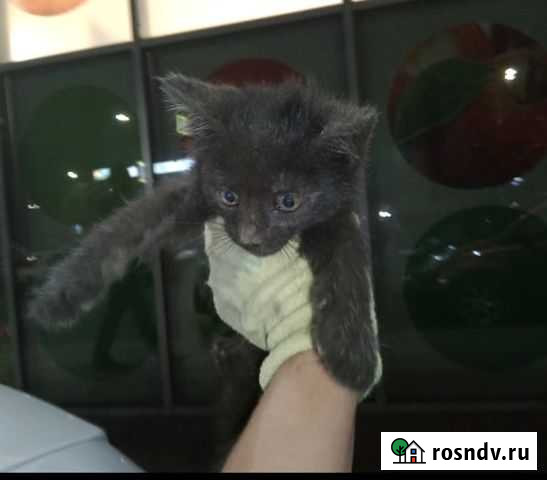 Котики бесплатно Иваново - изображение 1