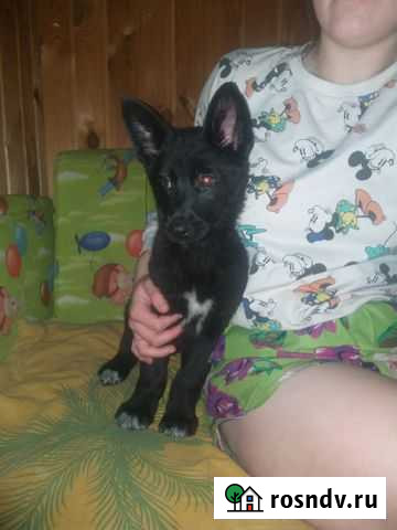 В добрые руки Орехово-Зуево - изображение 1