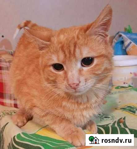 Красавчик Батяня Тамбов - изображение 1