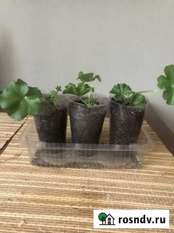 Плющелистная пеларгония Жигулевск - изображение 1