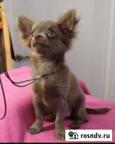 Лиловый мини мальчик длинношерстный Люберцы - изображение 1