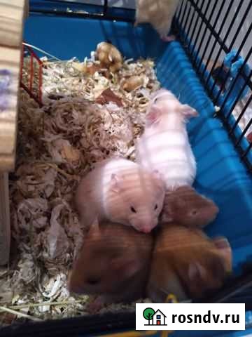 Сирийский хомяк бесплатно Балашиха - изображение 1