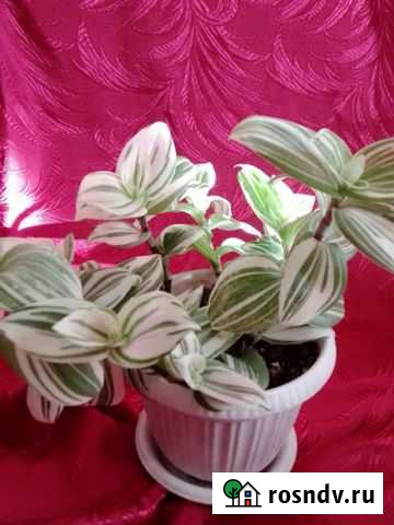 Традесканция триколор Нижний Новгород - изображение 1