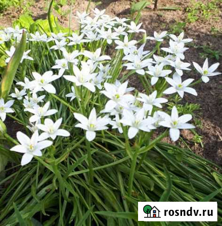 Птицемлечник Егорьевск - изображение 1