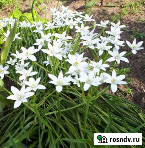 Птицемлечник Егорьевск - изображение 1