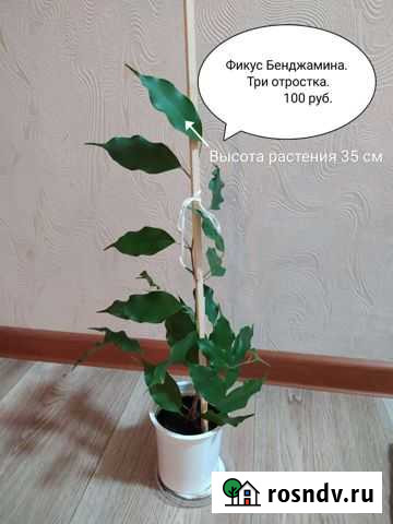 Цветы. Фикус Набережные Челны - изображение 1