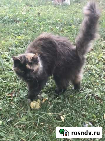 Кошечка Алиса Алексеевка - изображение 1