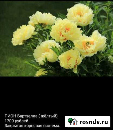Пионы Тольятти - изображение 1