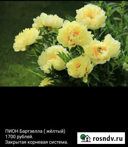 Пионы Тольятти - изображение 1