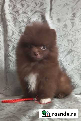 Шоко Шпицы Санкт-Петербург - изображение 1