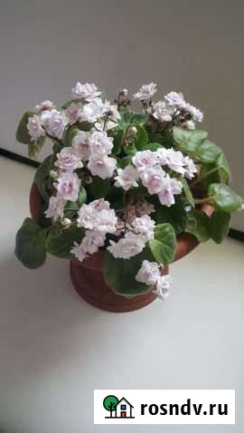 Домашние цветы Магнитогорск - изображение 1