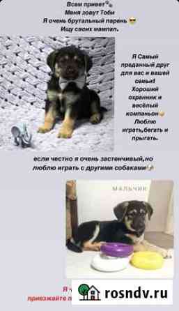 Щенки в добрые руки Калининград